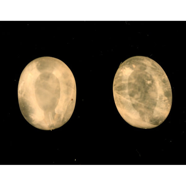 Rose Quartz 9x7mm Oval Gemstone Cabochon Pair