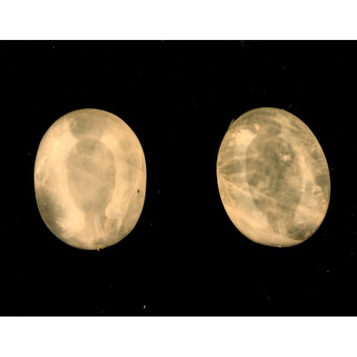Rose Quartz 9x7mm Oval Gemstone Cabochon Pair